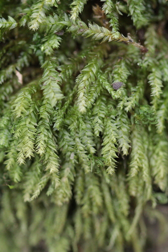 Plagiothecium laetum, 2025-11-21
