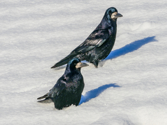 Rook photo 6