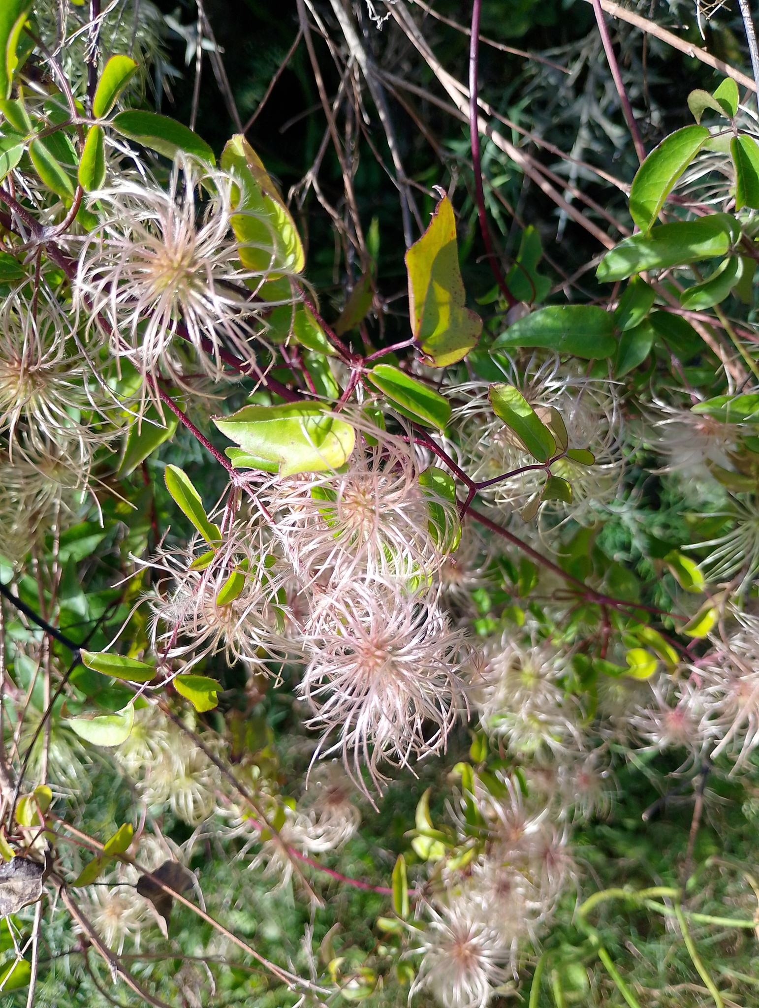 Clematis affinis - Growing Guide & Care Tips | BioGardens.org