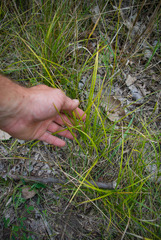 Carex brevior