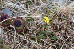 Draba tschuktschorum