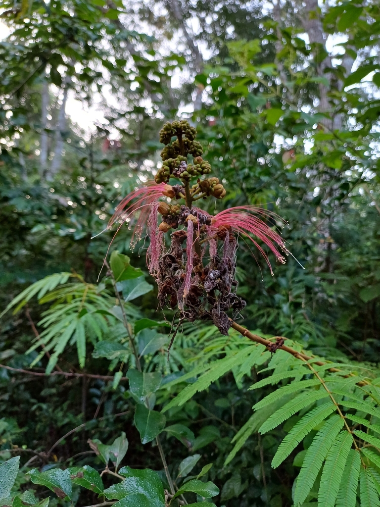 tree calliandra from 77176 Q.R., México on November 16, 2025 at 07:32 ...