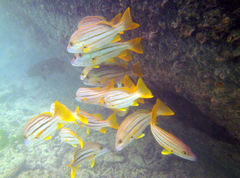 Lutjanus carponotatus