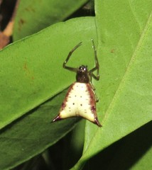 Micrathena furva