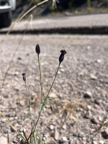 Porophyllum linaria, photograph 2