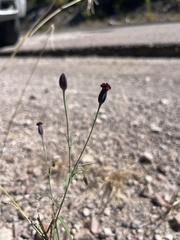 Porophyllum linaria, photograph (c) Oscar C. González Martínez, some rights reserved (CC BY-SA)
