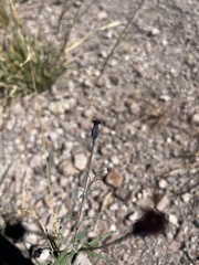 Porophyllum linaria, photograph (c) Oscar C. González Martínez, some rights reserved (CC BY-SA)