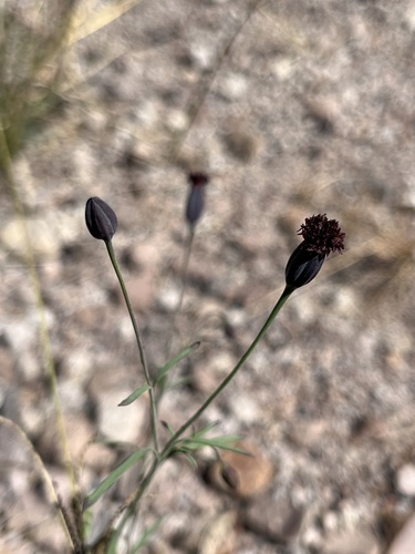 Porophyllum linaria, photograph 1