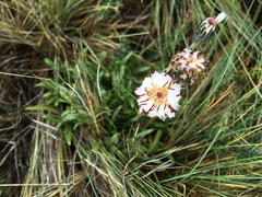 Hypochaeris incana