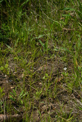 Sporobolus vaginiflorus