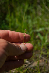 Sporobolus vaginiflorus