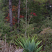 Yucca cernua - Photo 由 Kyle Copas 所上傳的 (c) Kyle Copas，保留部份權利CC BY