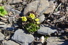 Draba tschuktschorum