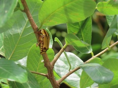 Bridelia cathartica