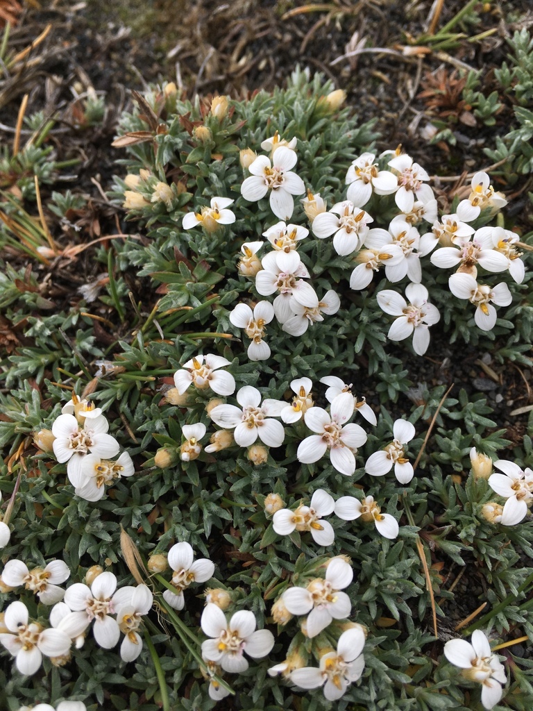 Nassauvia darwinii