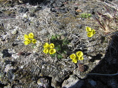 Draba tschuktschorum