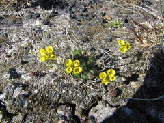 Draba tschuktschorum
