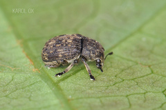Anthribus nebulosus
