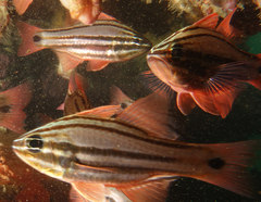 Ostorhinchus limenus