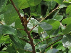 Bridelia cathartica