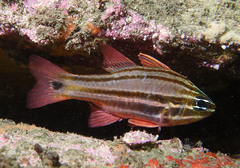 Ostorhinchus limenus