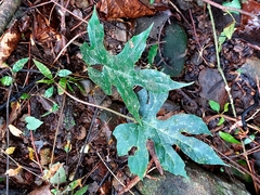 Dorstenia contrajerva