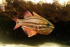 Ostorhinchus limenus