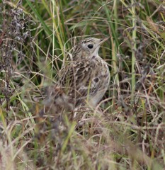 Anthus spragueii