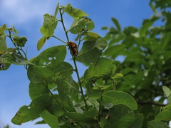 Bridelia cathartica