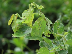 Bridelia cathartica