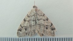 Macaria sexmaculata