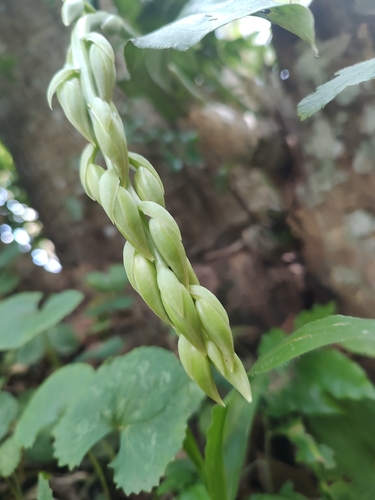 Foto de Catasetum cernuum