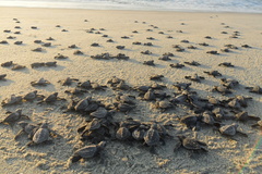 Lepidochelys olivacea