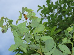 Bridelia cathartica
