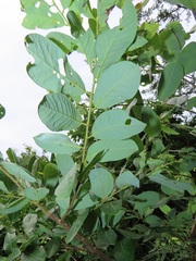 Bridelia cathartica