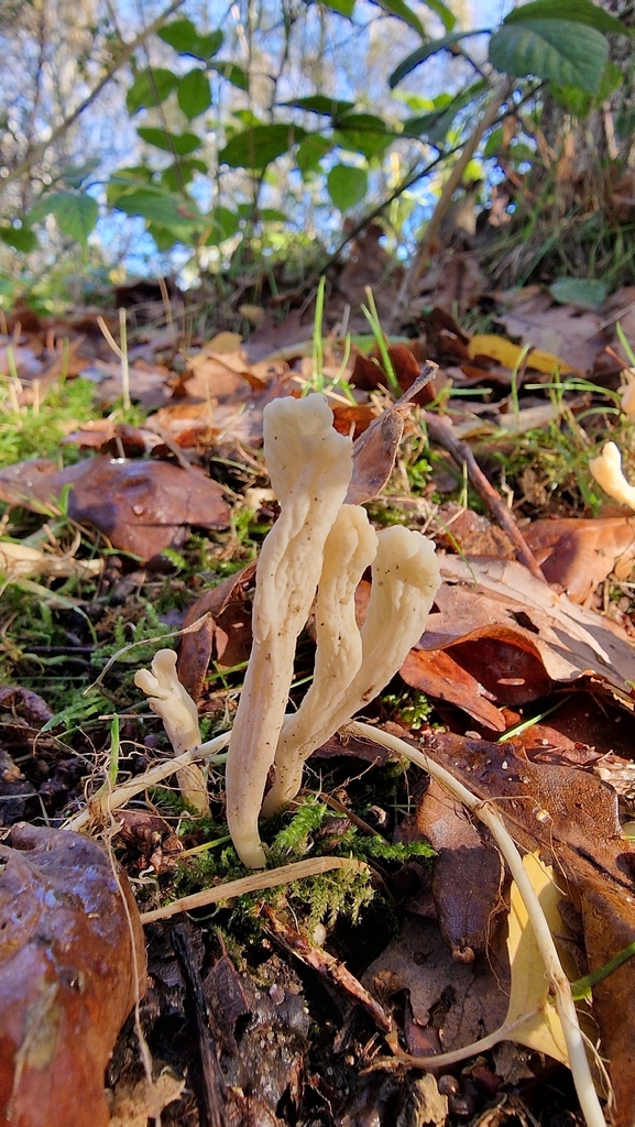 Clavulina rugosa · November 2025 · photo: © fungiary (iNaturalist, cc0)