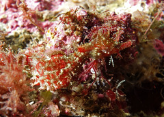 Idiotropiscis lumnitzeri