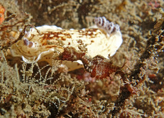 Idiotropiscis lumnitzeri