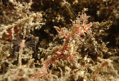 Idiotropiscis lumnitzeri