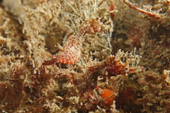 Idiotropiscis lumnitzeri