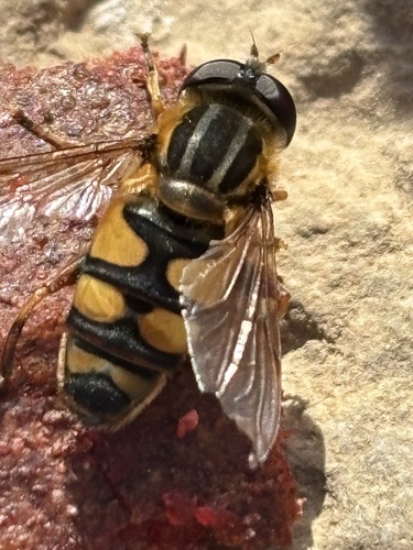 Unknown species found near Lake Springfield, Springfield, MO, US