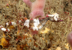 Idiotropiscis lumnitzeri