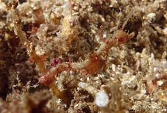 Idiotropiscis lumnitzeri