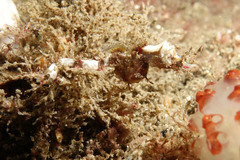 Idiotropiscis lumnitzeri