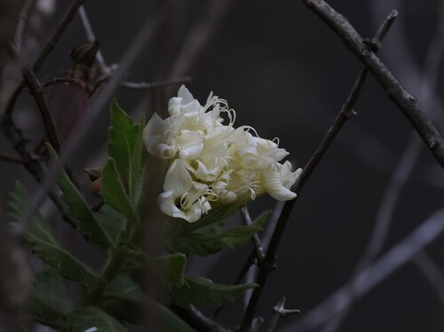 Cantua quercifolia (Cantua quercifolia)