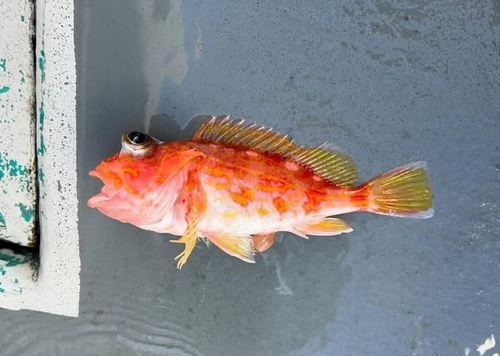 Yellowbarred red rockfish (Sebastiscus albofasciatus) — Sebastidae