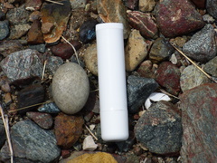 Chordeiles gundlachii