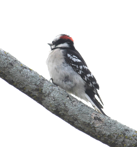 Downy Woodpecker