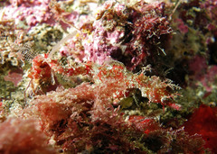 Idiotropiscis lumnitzeri