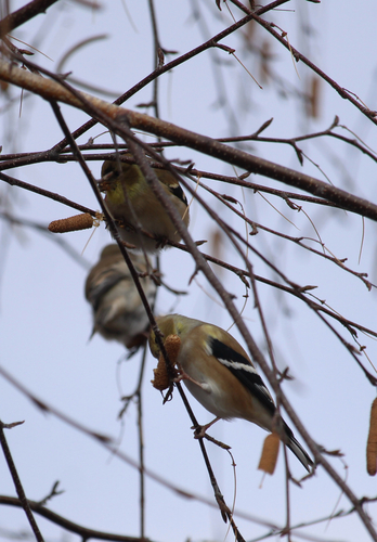 American Goldfinch